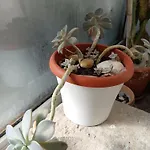 Spalacun شقة سبليت